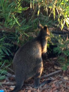 Australia 2013, 210_Jervis Bay  43 