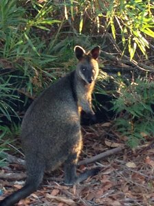Australia 2013, 210_Jervis Bay  44 