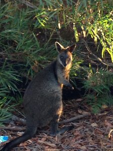 Australia 2013, 210_Jervis Bay  45 