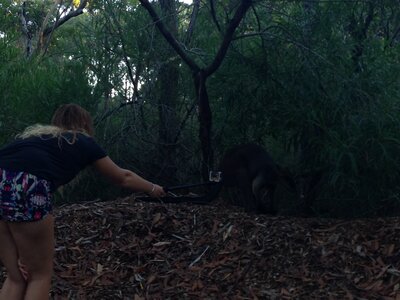 Australia 2013, 210_Jervis Bay  38 