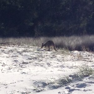 Australia 2013, 210_Jervis Bay  46 