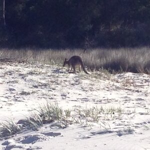 Australia 2013, 210_Jervis Bay  47 