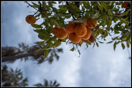 Festival Nenton 2014, 2014_02_Menton_06-46_GF