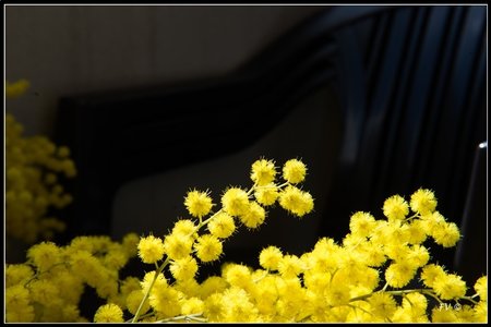 Festival_Nice_2014, 2014_02_Nice_Grasse-239_GF