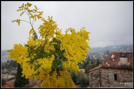 Festival_Nice_2014, 2014_02_Nice_Grasse-237_GF