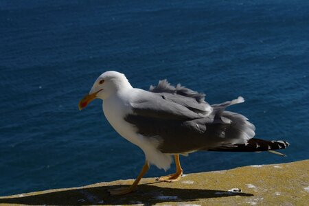 MELILLA 2014, melilla043