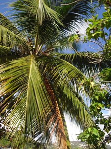 Martinique, Cimg3494