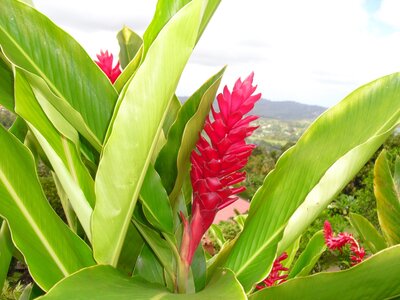 Martinique, Cimg3380