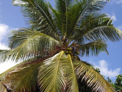 Martinique, Cimg3351