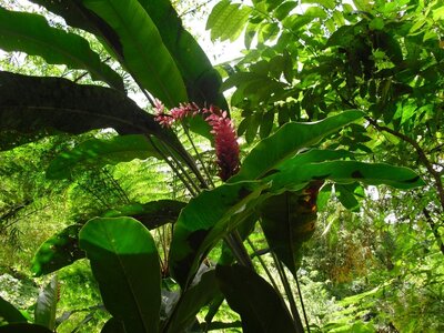 Martinique, Cimg3364