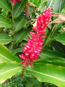 Martinique, Cimg3378