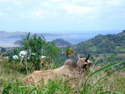Martinique, Cimg3367