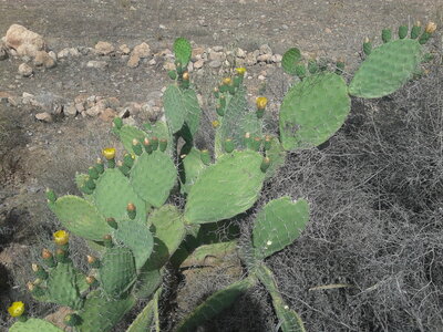 Maroc à vélo, C’’est super chouette, les cerisiers sont en fleurs !