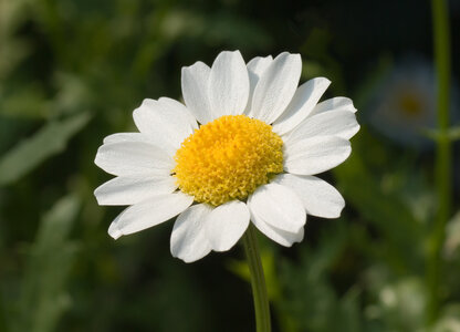Fleurs, Leucanthemum paludosum