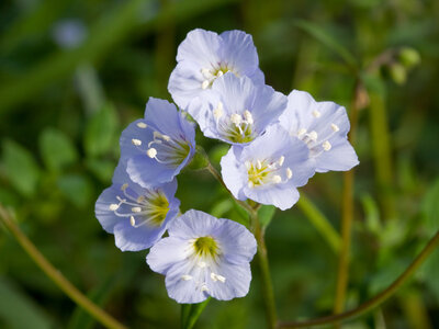Fleurs, Palemonium reptans