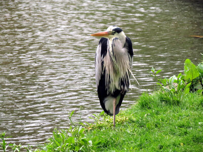Amsterdam, IMG_2977