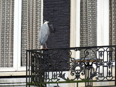 Amsterdam, IMG_3036