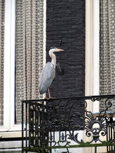 Amsterdam, IMG_3038