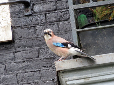 Amsterdam, IMG_3040