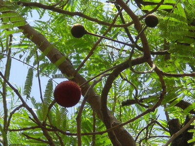 photos océ, CIMG3905