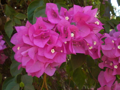 photos océ, CIMG3879