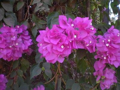 photos océ, CIMG3878