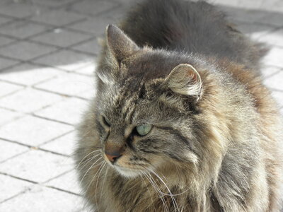 Istanbul cats, P1010055