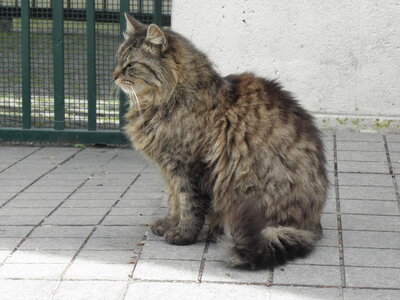 Istanbul cats, P1010056