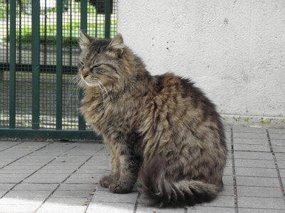 Istanbul cats, P1010058