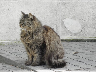 Istanbul cats, P1010061