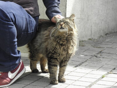 Istanbul cats, P1010063
