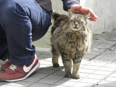 Istanbul cats, P1010064