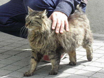Istanbul cats, P1010065