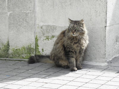 Istanbul cats, P1010066