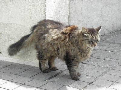 Istanbul cats, P1010069