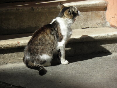 Istanbul cats, P1010133