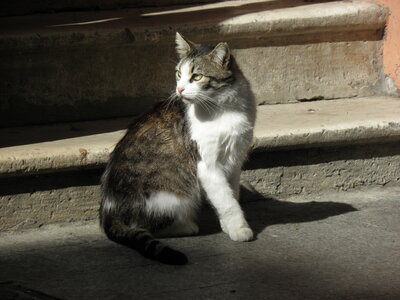 Istanbul cats, P1010139