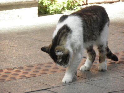 Istanbul cats, P1010156