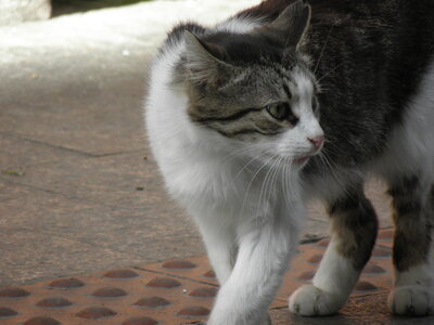 Istanbul cats, P1010157