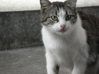 Istanbul cats, P1010159
