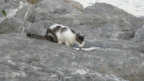 Istanbul cats, P1010241
