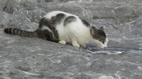Istanbul cats, P1010242