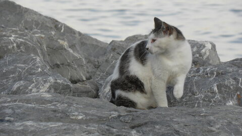 Istanbul cats, P1010245