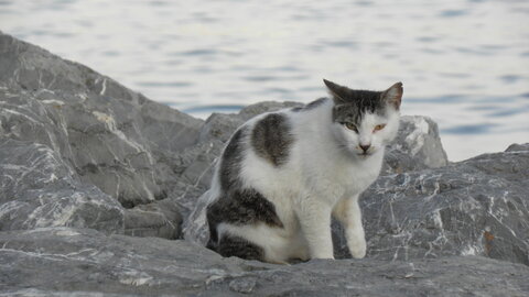 Istanbul cats, P1010246