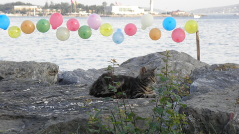 Istanbul cats, P1010252