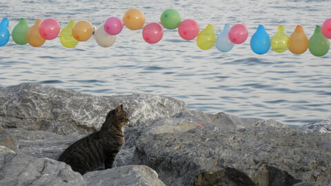 Istanbul cats, P1010258