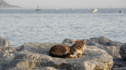 Istanbul cats, P1010262