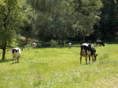 Marche populaire d'Osenbach dans le haut rhin le 31/05/2014, DSCN1238