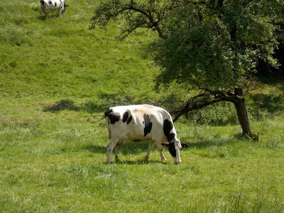 Marche populaire d'Osenbach dans le haut rhin le 31/05/2014, DSCN1241