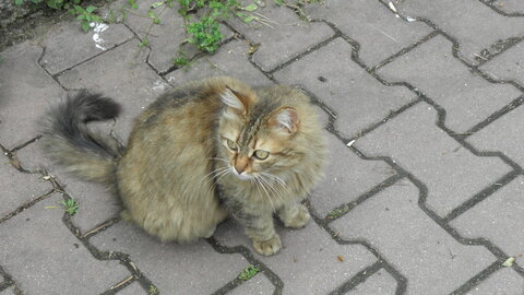 Istanbul cats, P1010092